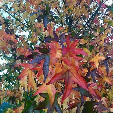 En La Colina 1 Montanealde * Fica